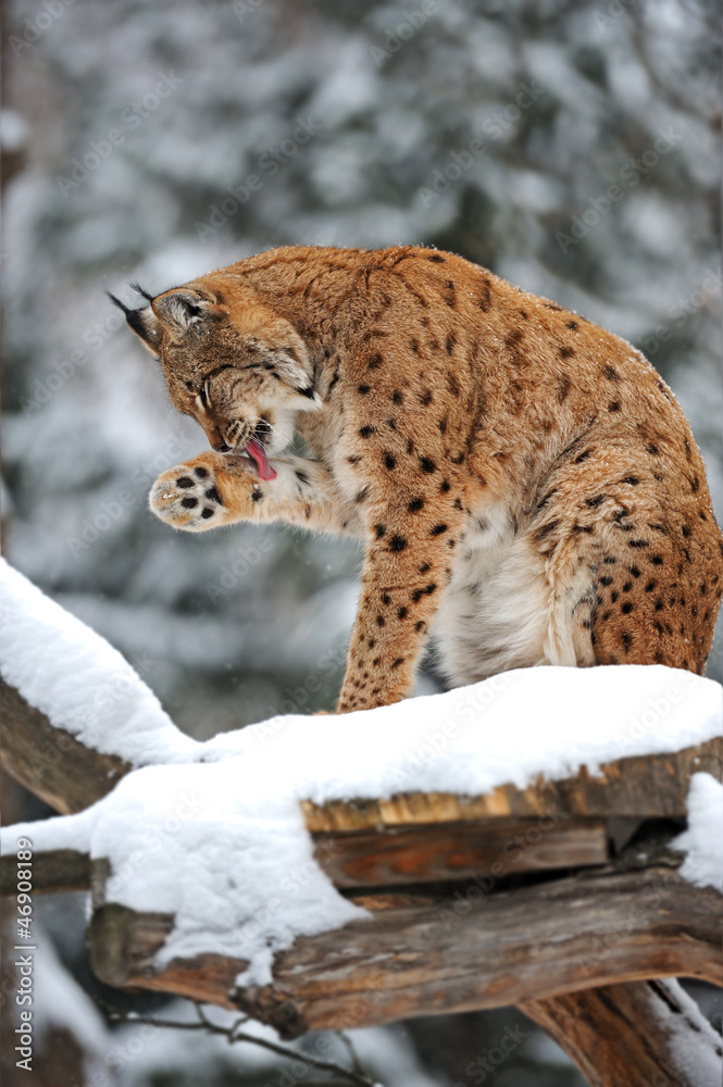 Obraz premium Lynx winter