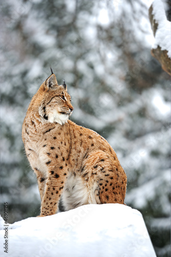 Lynx winter