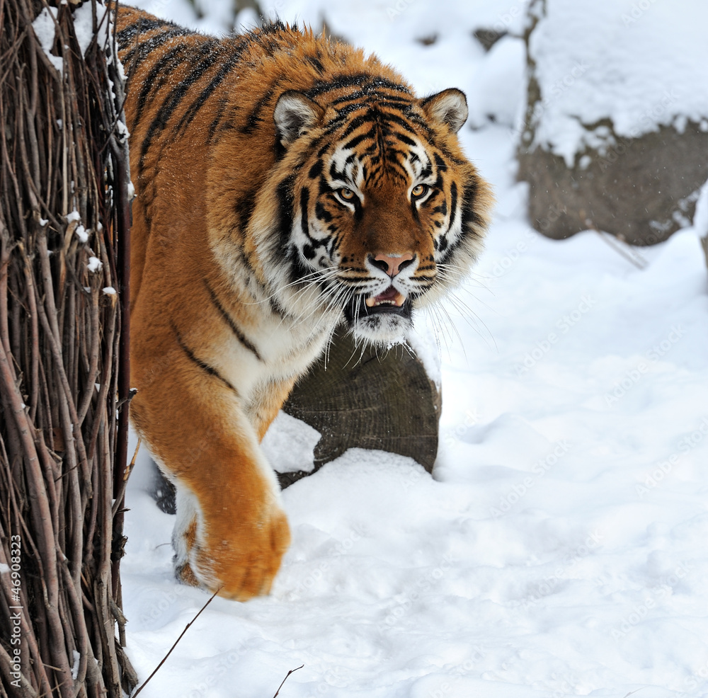 Obraz premium Tiger winter