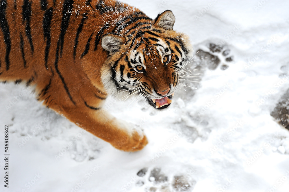 Obraz premium Tiger winter