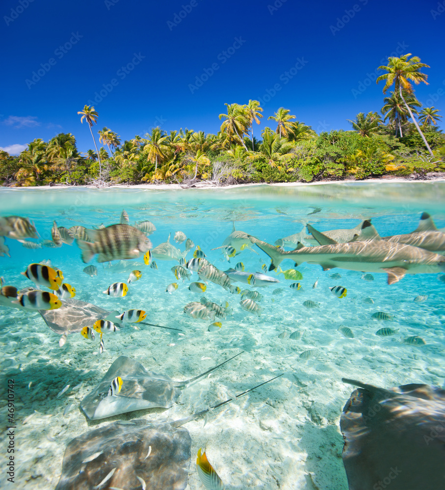 Fototapeta Tropikalna wyspa powyżej i pod wodą