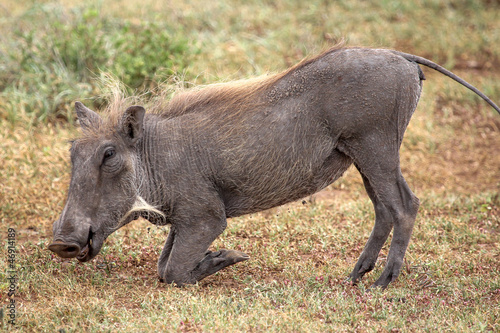 Foto Warthog