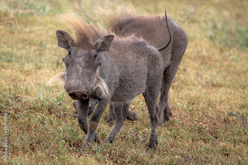 Schilderij op canvas Warthog