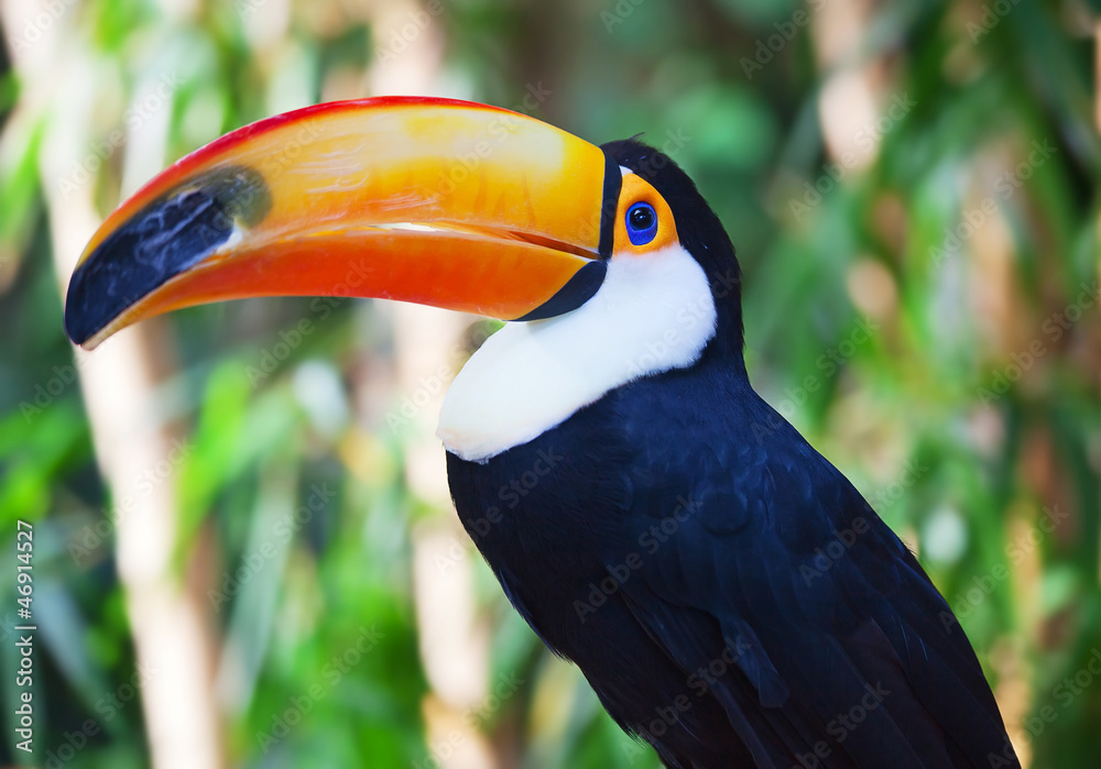 Fototapeta premium Toucan