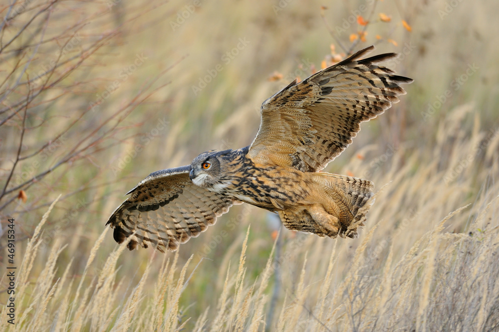 Naklejka premium Flying Eurasian Eagle-Owl