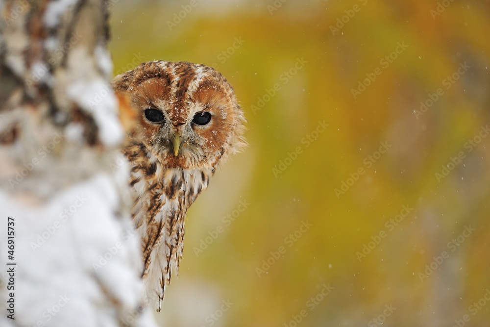 Naklejka premium Courious tawny owl