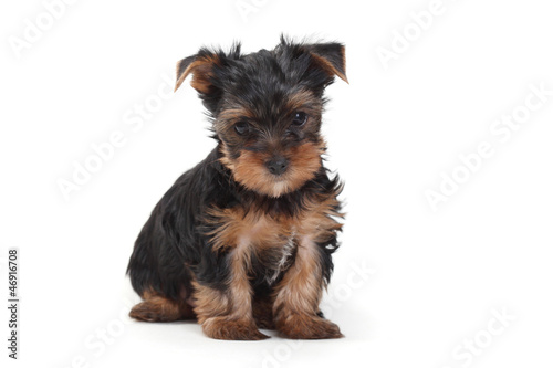 yorkshire terrier puppy the age of 1 month isolated on white
