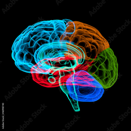 Fototapeta Naklejka Na Ścianę i Meble -  Menschliches Gehirn - anatomisches Modell