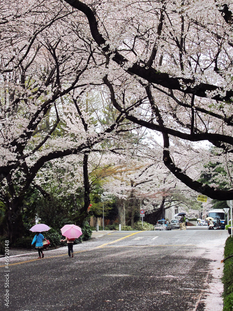 Kids walking under cherry blossoms trees in Japan Kids walking under cherry blossoms trees in Japan