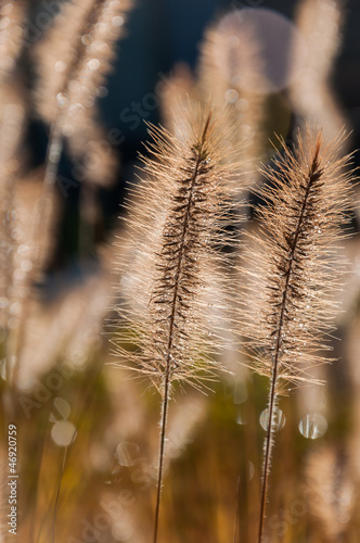 Water droplets in sunlight on golden natural brushes