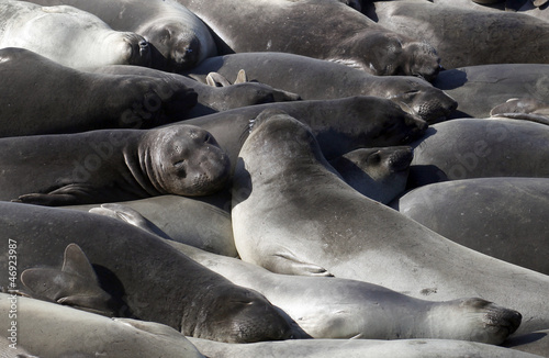 Elephant Seals, California Coast