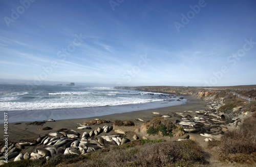 Elephant Seals, California Coast