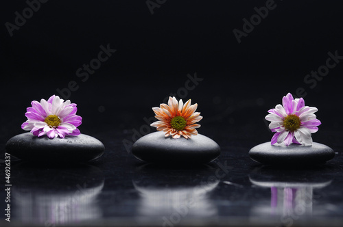 Three pink gerbera on zen stones reflection