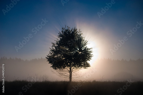 Foto arbor mundi