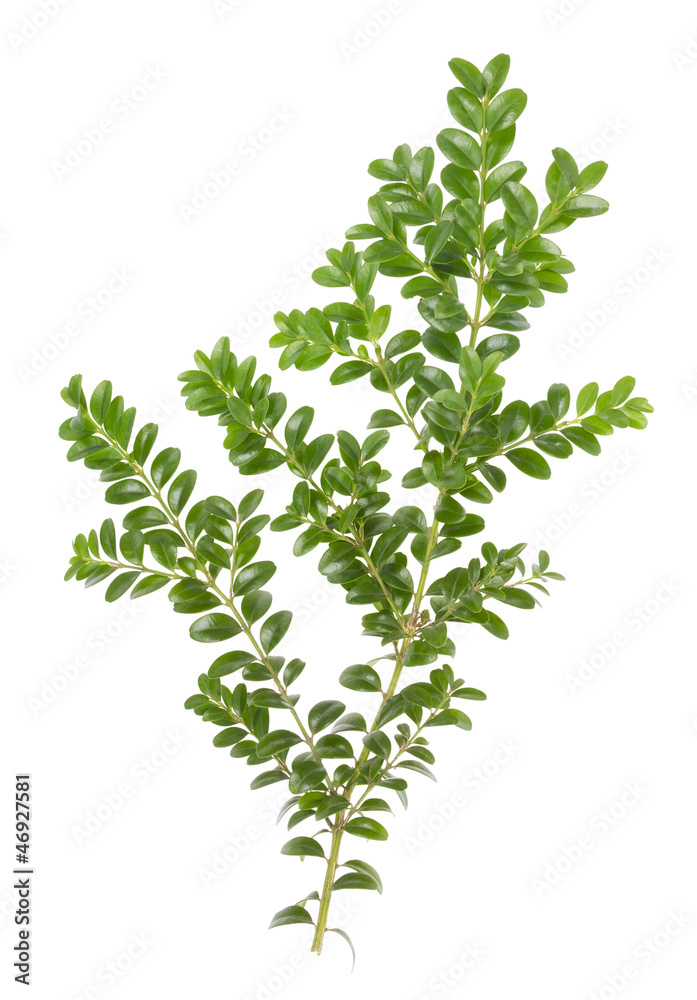 Boxwood xmas branch isolated Boxwood xmas branch isolated