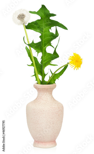 Wallpaper Mural Dandelion flowers Torontodigital.ca