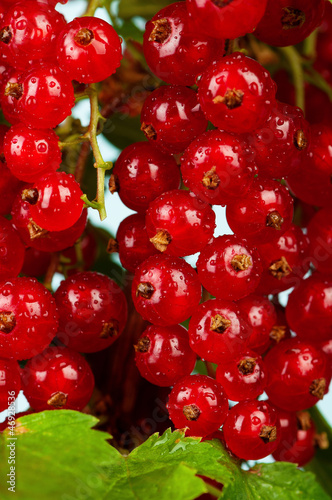 Red currant