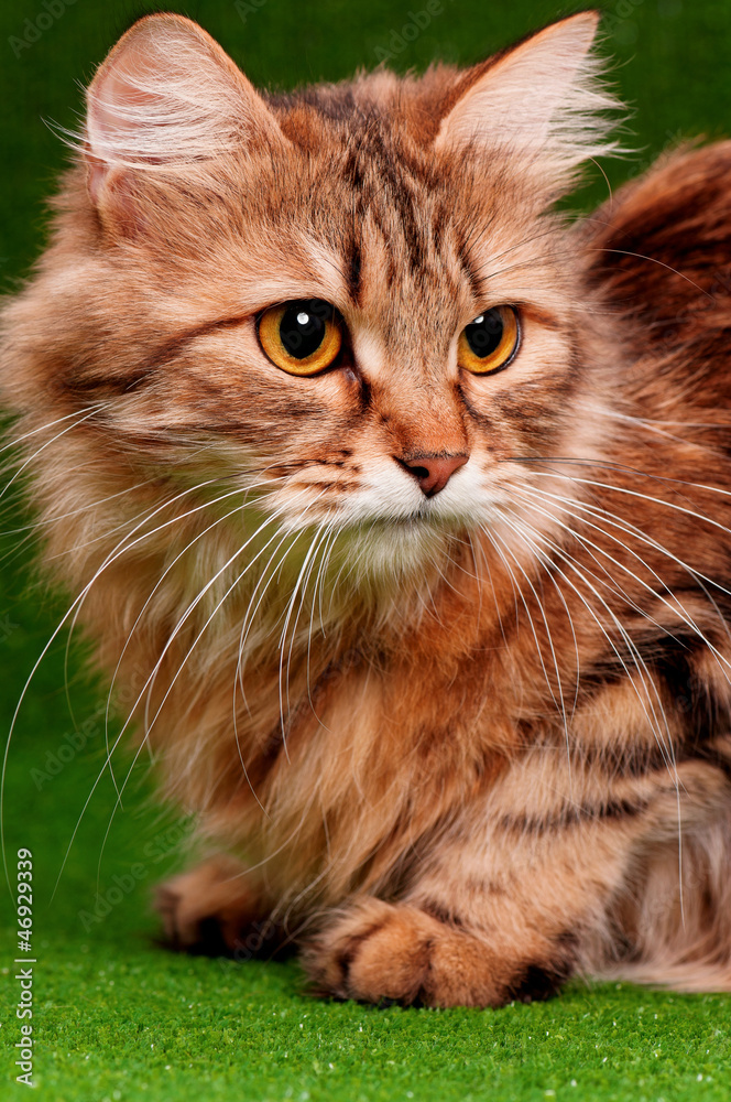 Obraz premium Beautiful cat