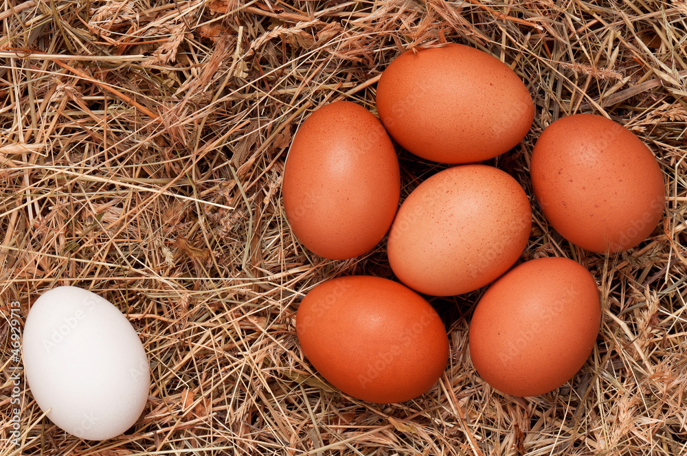 Eggs in nest