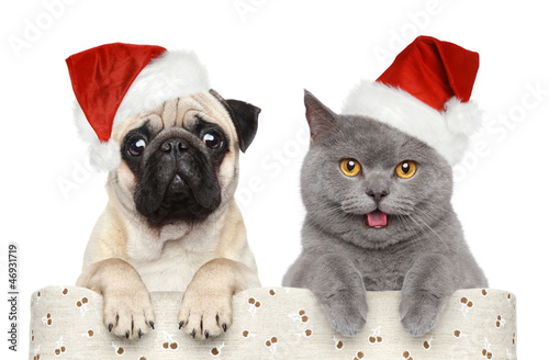 Dog and cat in red Christmas hat © jagodka