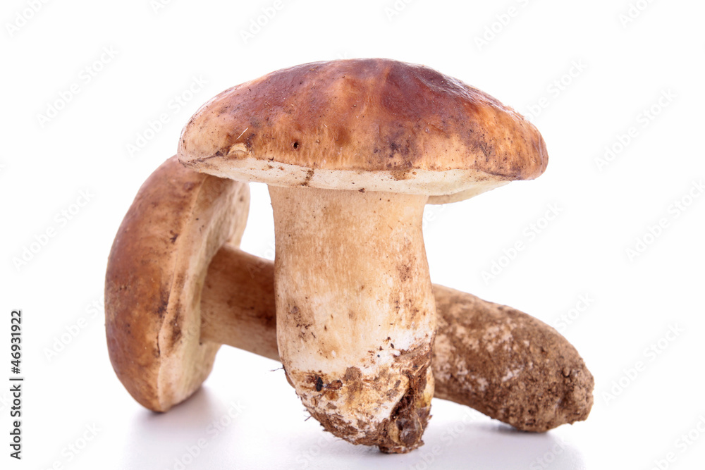 mushroom mushroom