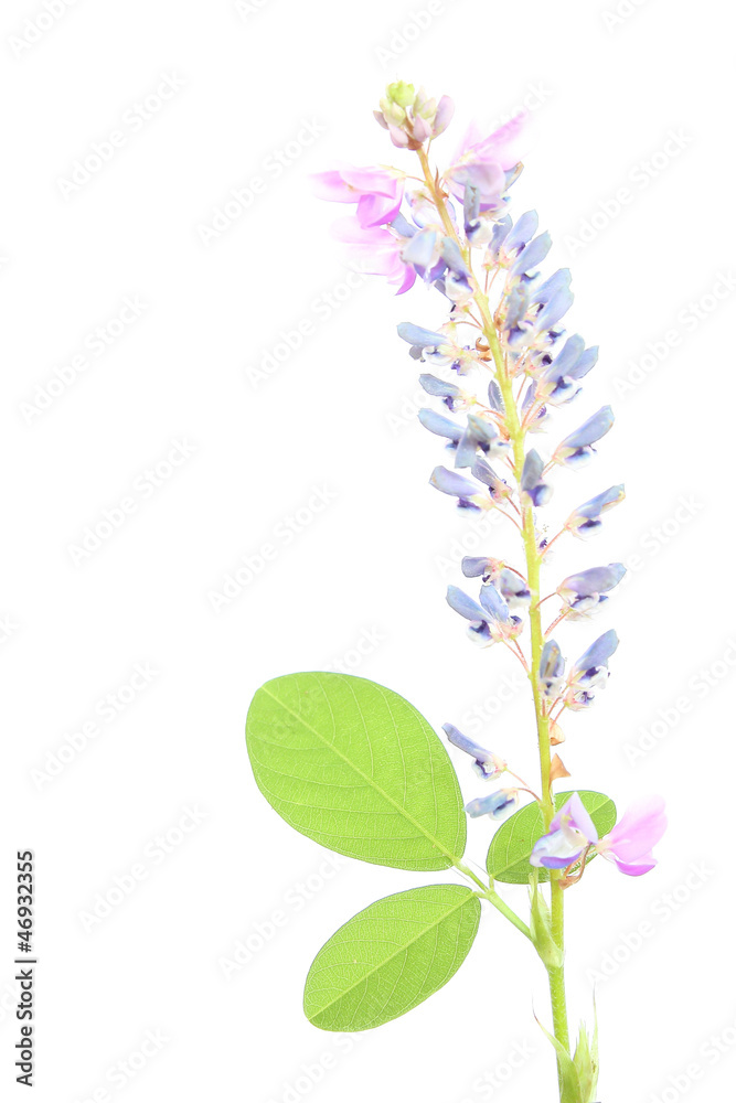 Fototapeta premium Purple flowers