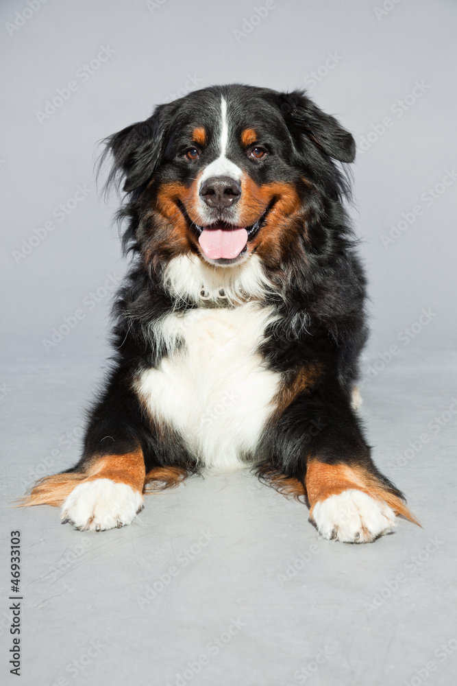 Cute berner sennen dog against grey background. Studio shot. Cute berner sennen dog against grey background. Studio shot.