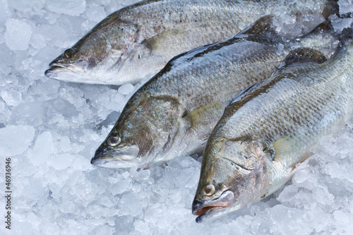 Fresh Seabass chilled on ice