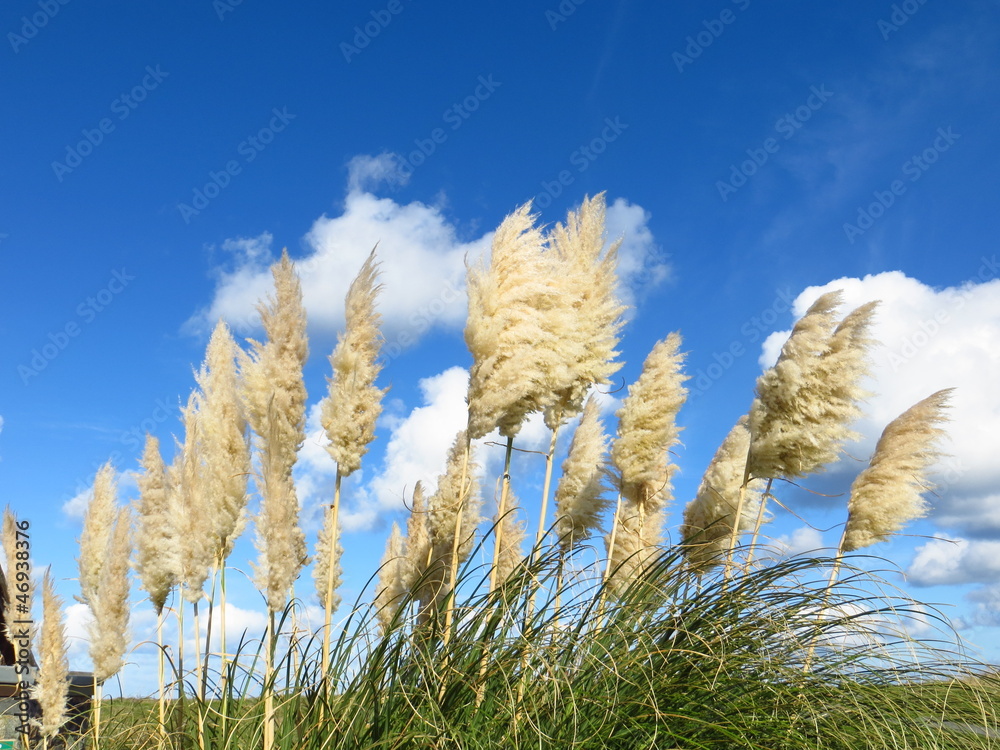 Tall grasses on the coast Stock Photo | Adobe Stock