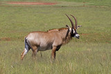 a Roan antelope standing; Hippotragus equinus