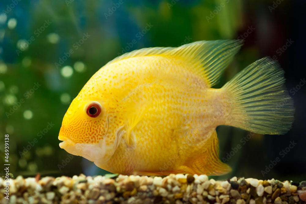 fish cichlasoma severum