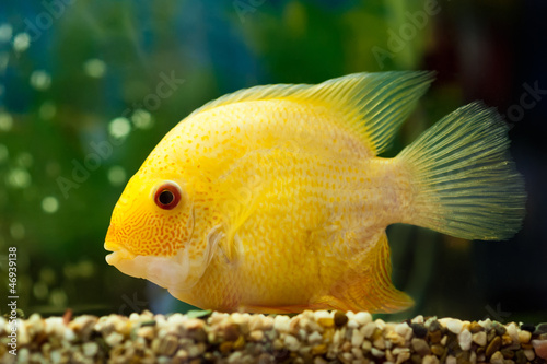 fish cichlasoma severum