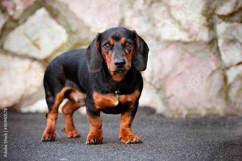 dachshund dog portrait outdoors