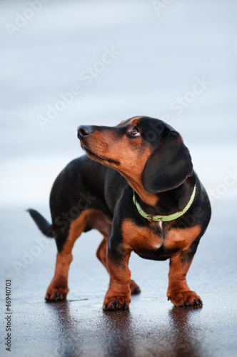 dachshund dog in a collar