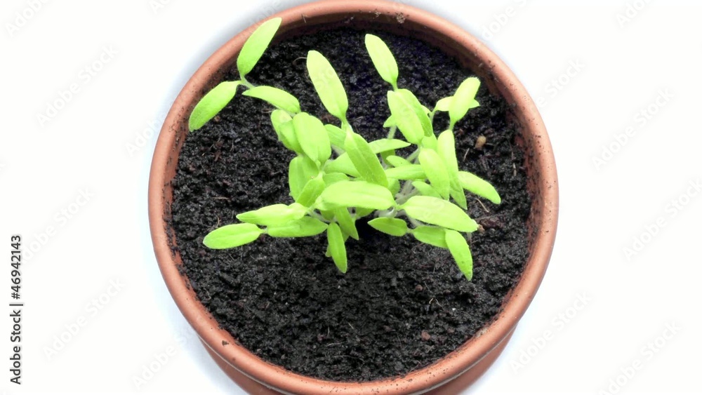 Mouvement en timelapse d'une plante qui suit la lumière Mouvement en timelapse d'une plante qui suit la lumière