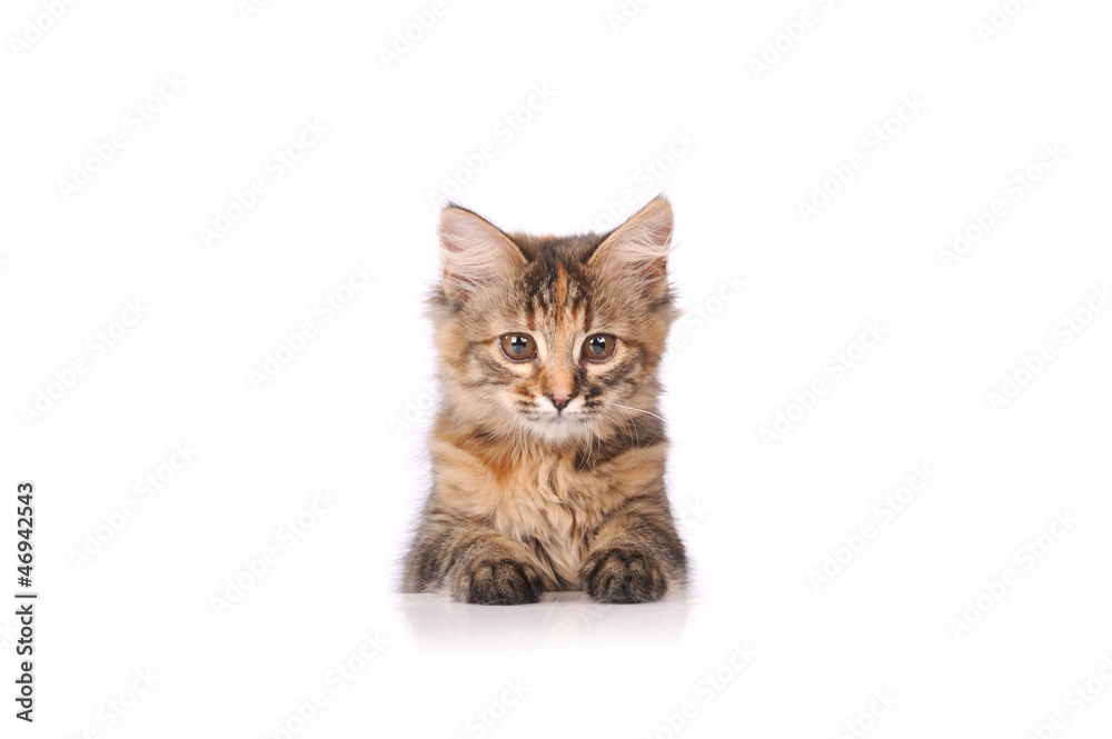 cute cat isolated on white