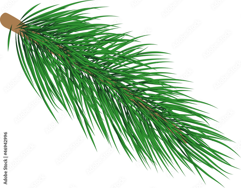 fir twig fir twig