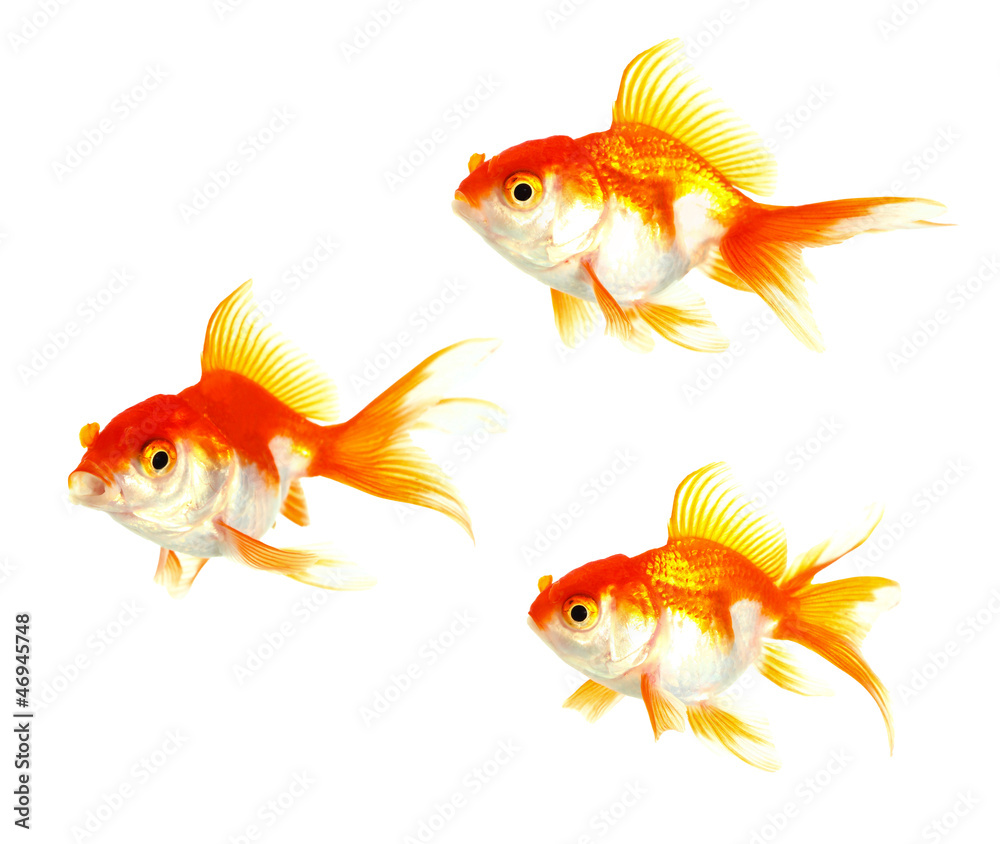 Gold fish. Isolation on the white