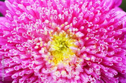 red flower close-up