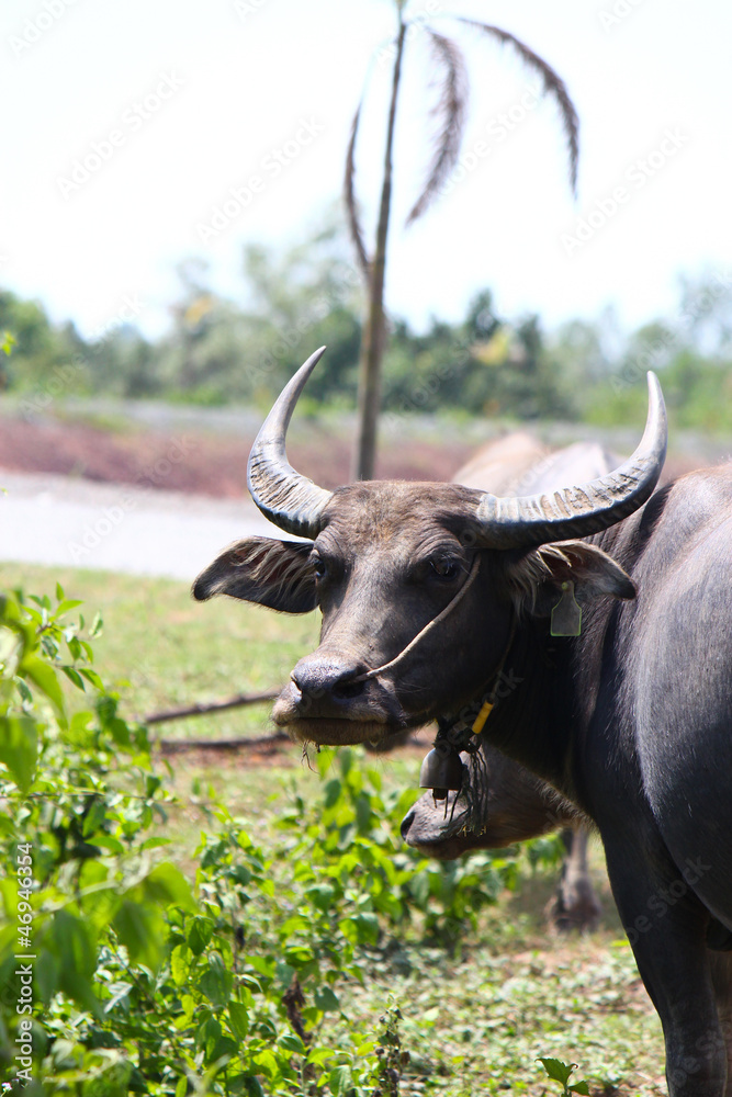 Thai buffalo Thai buffalo
