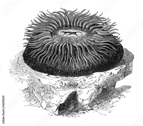 Sea Anemone - Actinie photo