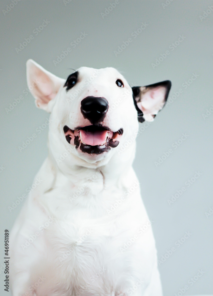 cute bullterrier