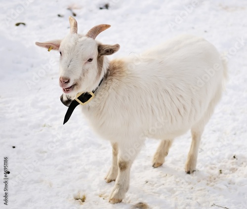 White goat outdoors in winter