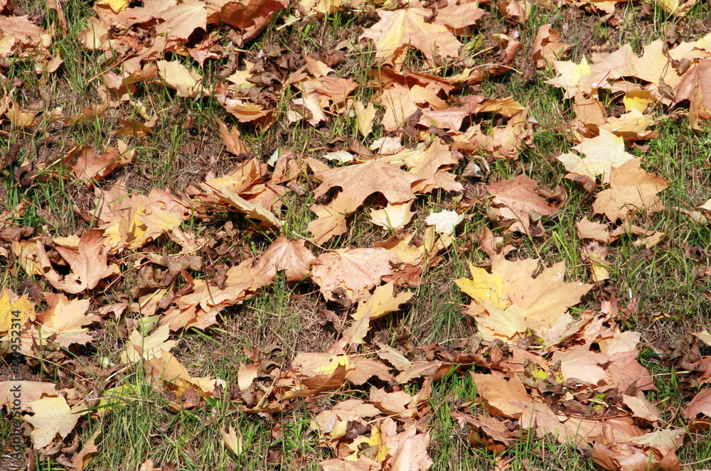 automne automne