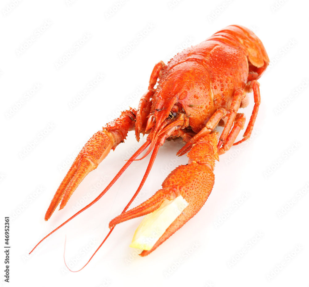 Tasty boiled crayfish with lemon isolated on white Tasty boiled crayfish with lemon isolated on white