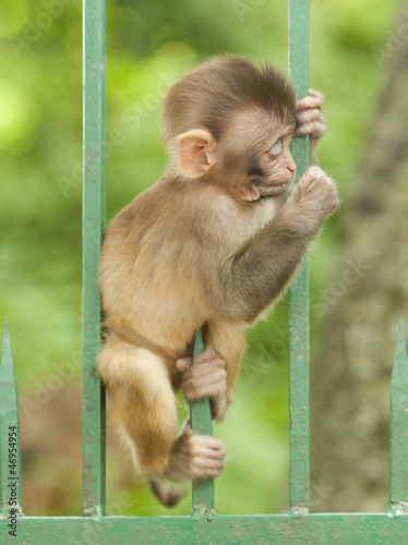 monkey © kislovas