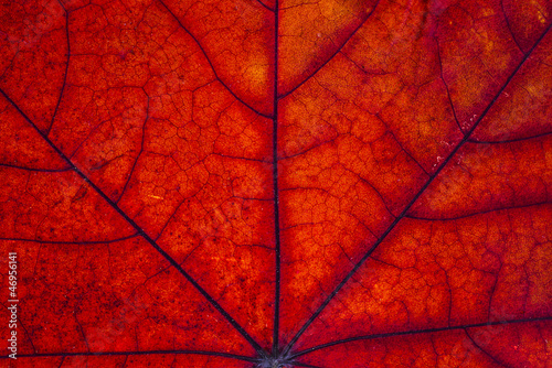 Maple leaf macro.