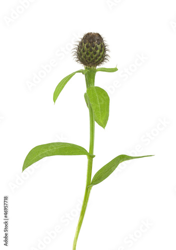 Wig knapweed bud, Centaurea phrygia isolated on white background photo