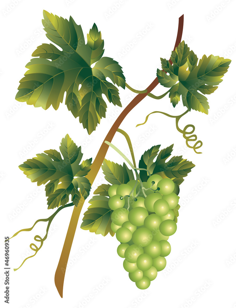 Obraz premium Bunch of muscadine