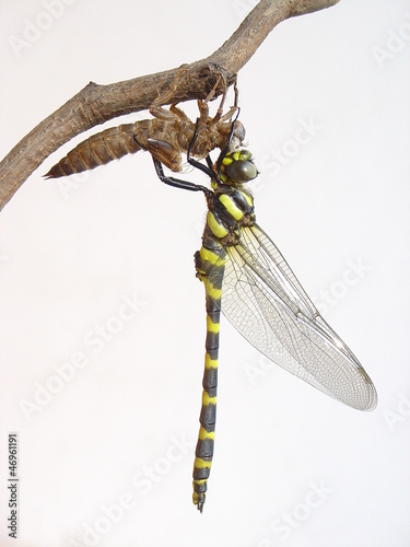 Fotografia an emerging dragonfly (anotogaster kuchenbeiseri)